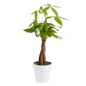 Lively Root Money Tree Kit